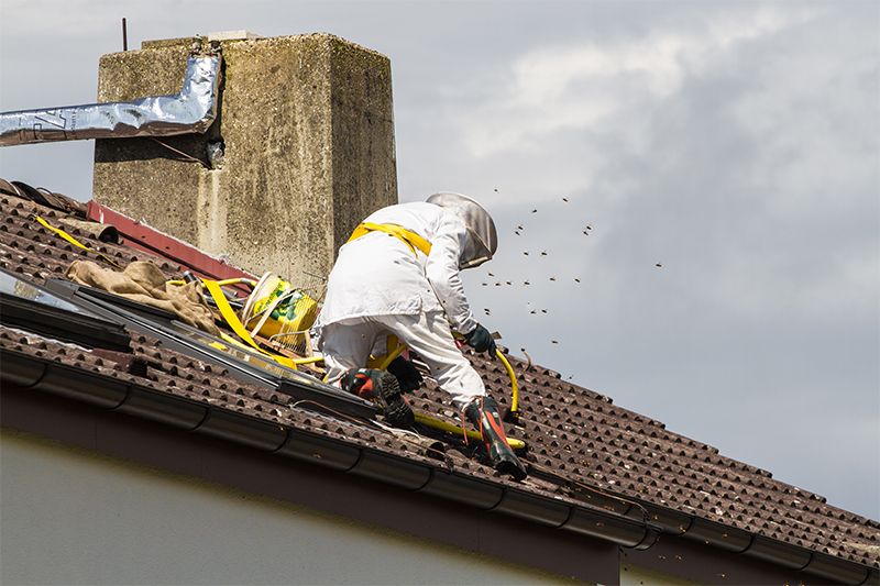 Bee Pest Control in Chichester West Sussex
